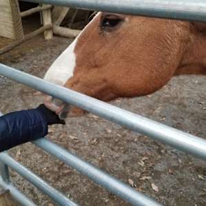 Pioneer Room/ Horses welcome