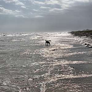 Georgie on the run! Pure sand.