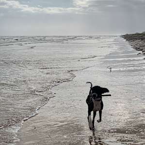 Georgie played fetch up and down the beach. So fun!