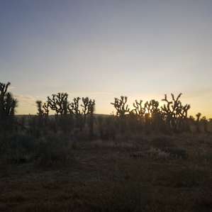 Joshua Tree Ranch Los Angeles