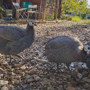 These three Guineafowl chatted with us and followed us around for a bit.