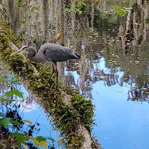 Great blue herons on St John's River fed by blue springs. Feeding ground for manatees in winter