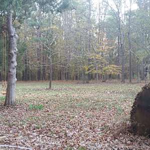 Back yard