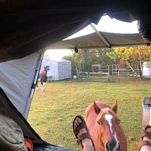 Curious neighbors!