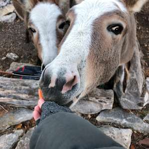Don’t worry if you miss the donkeys the first night like we did. It’s magical when they surprise you and just appear in the morning!