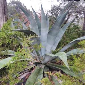 I forgot to ask what kind of plant this is! But it was huge