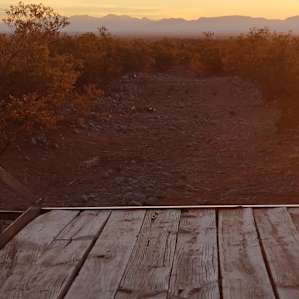 Quail watching