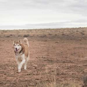 Our fur baby loved running off leash and sniffing all the great desert smells