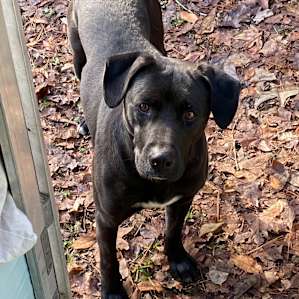 Buddy!! The black camp dog.