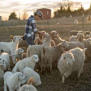 We could have stayed and fed the goats their cookies all day long!
