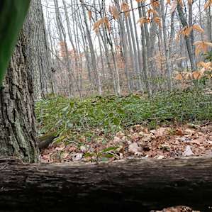 Homestead in Secluded Forest