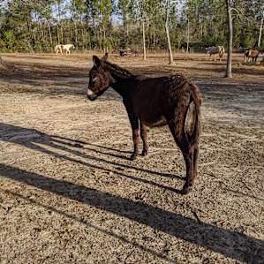 Heavenly Grace Farm
