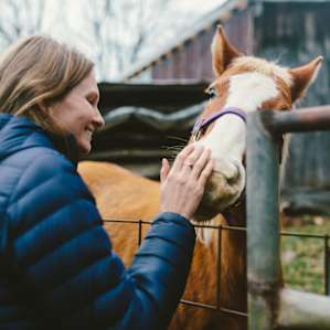 horse