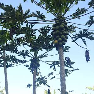 Coco Cabana