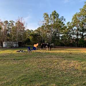 Tent Camping on 200 Acre Horse Farm