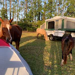 Tent Camping on 200 Acre Horse Farm