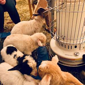 Mariaville Goat Farm Yurt Mariaville Goat Farm Yurt Ny 12 Hipcamper Reviews And 18 Photos
