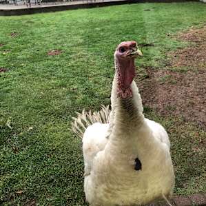A menacing turkey named Chuckles visited us in the morning