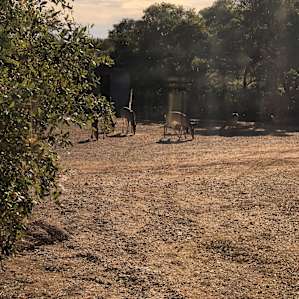Lots of deer
