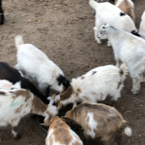 Goat House Farm Glamping