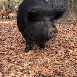 Goat House Farm Glamping