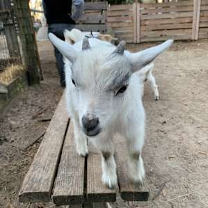 Goat House Farm Glamping