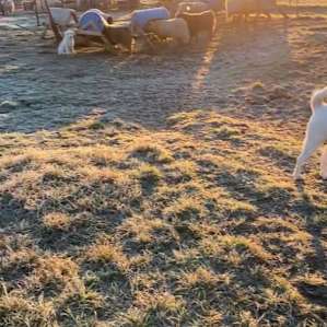 Texas Prairie and Fiber Ranch!