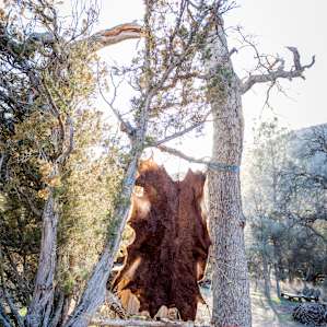 Cowhide hangs to dry