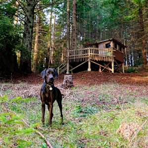 Stumphouse and a friendly neighbor.