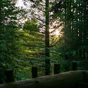 Golden hour sunshine through the redwoods.