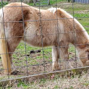 Animal Ed.ventures Sanctuary
