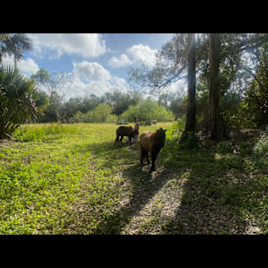 Ponies!