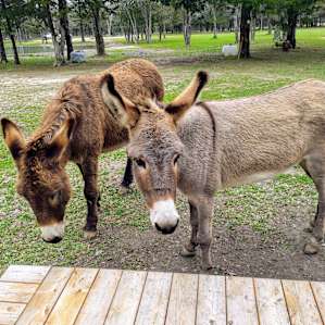 Free roaming, pretzel loving rescue donkies on coyote patrol...all clear here ladies!