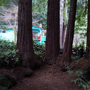 Redwoods on the property
