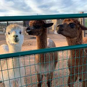 Alpaca Friends