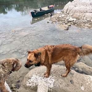Fun shallows for wading and calm water for paddling. Dog friendly!