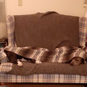 Tired pups after snowshoeing nearby!