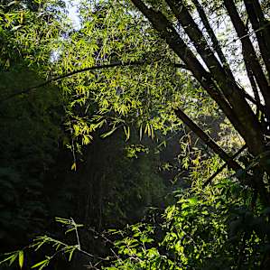 Paradise Camping Coffee Farm