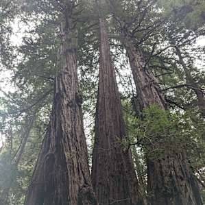 Henry Cowell SP just a few minutes walking distance!