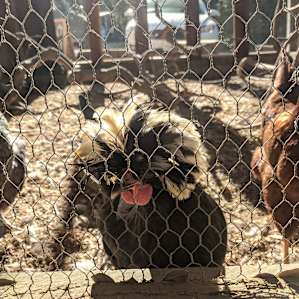 Fun chickens to watch!
