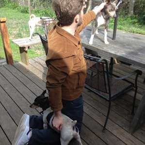 We made friends with a lot of the dogs, they are ready to hang out!