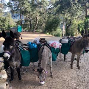 Helpful Donkeys at Adams Pack Station