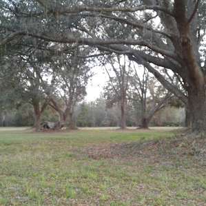 circle of Live Oaks