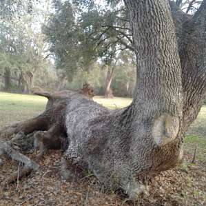 part of the oak circle