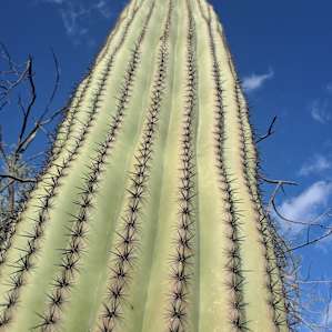 Wild Burro Desert Retreat