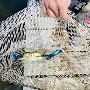 Our crab!