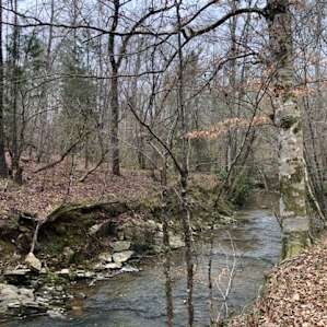 View from the creek side trail