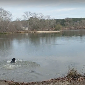 Our pup loved swimming in the lake