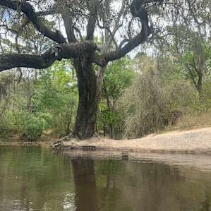 Near Peacock Springs on the Suwannee