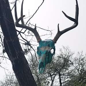 Painted skull found in one of the trees